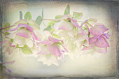 USA, Bundesstaat Washington, Seabeck. Ornamentale Oregano-Blüten