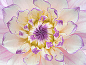 USA, Washington State, Seabeck. Dahlia blossom close-up