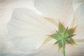 USA, Washington State, Seabeck. Hibiscus blossom close-up