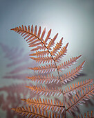 USA, Washington State, Kitsap County. Bracken fern in winter