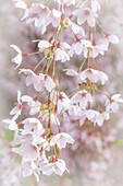 USA, Washington State, Seabeck. Cherry tree blossoms close-up