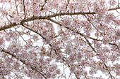 USA, Washington State, Seabeck. Cherry tree blossoms