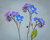 USA, Washington State, Seabeck. Close-up of forget-me-not flowers