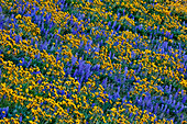 USA, Washington State, Columbia Hills State Park. Blühende Wildblumen auf einem Berghang