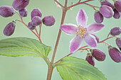 USA, Washington State, Seabeck. Deutzia blossom and buds