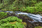 USA, Bundesstaat Washington, Olympic National Forest. Stromschnellen des Big Quilcene River