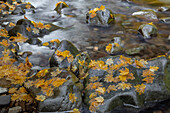 USA, Bundesstaat Washington, Olympic National Park. Rebenahornblätter auf den Felsen des Sol Duc River