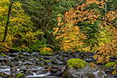 USA, Bundesstaat Washington, Olympic National Park. Ahornbäume und Sol Duc River im Herbst