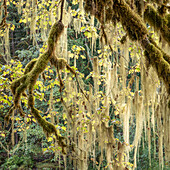 Methusalem-Bart (Usnea longissima) in einem Bergahorn, Washington, Olympic National Park, Staircase Rapids Gebiet, Shady Lane Pfad (Quadratisches Format)