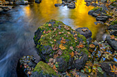 USA, Bundesstaat Washington, Olympic National Forest. Herbstliche Reflektionen im Rocky Creek