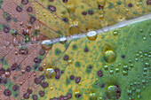 USA, Washington State, Seabeck. Rain drops on fallen salal leaf