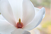 USA, Washington State, Seabeck. Close-up of tulip magnolia blossom.
