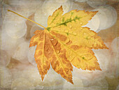 USA, Washington State, Seabeck. Rain drops on vine maple leaf.