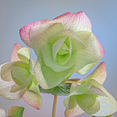 USA, Bundesstaat Washington, Seabeck. Oregano-Blüten in Großaufnahme.