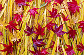 USA, Bundesstaat Washington, Seabeck. Gefallene Blätter des japanischen Ahorns auf japanischem Waldgras.