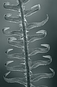 USA, Washington State, Seabeck. Sword fern in spring.