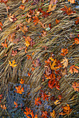 USA, Washington State, Poulsbo. Panoramic of fallen bigleaf maple leaves in grass.