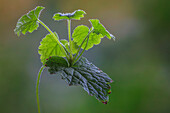 USA, Washington State, Seabeck. Piggyback plant evergreen leaves close-up.