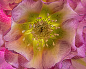 USA, Washington State, Seabeck. Hellebore blossom close-up.