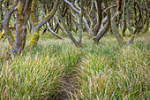 USA, Washington State, Twin Harbors State Park. Shore pine trees and European beachgrass.