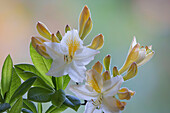 USA, Bundesstaat Washington, Seabeck. Weiße und gelbe Azaleenblüten.