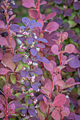 USA, Bundesstaat Washington, Seabeck. Blätter und Blüten des Berberitzenstrauchs.