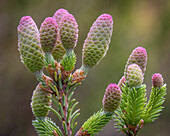 USA, Washington State, Seabeck. Norway spruce cones close-up.