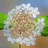 USA, Bundesstaat Washington, Silverdale. Hochbuschige Preiselbeere Viburnum-Blüten in Nahaufnahme.