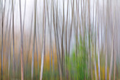 USA, Washington State, Seabeck. Alder forest abstract.