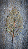 USA, Bundesstaat Washington, Seabeck. Skelettiertes Erlenblatt auf einem Felsen.