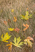 USA, Washington State, Seabeck. Autumn bigleaf maple leaves caught in grasses.