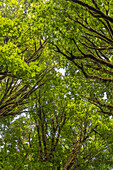 USA, Bundesstaat Washington, Seabeck. Großblättrige Ahornbäume im Anderson Landing County Park.