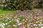 Im Frühling blühende Magnolienbäume im Arboretum in Seattle, Bundesstaat Washington, USA (Großformat verfügbar)