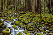 Kleiner üppiger Bach im Sol Duc Valley im Olympic National Park, Washington State, USA