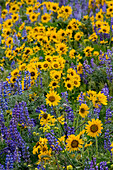 Frühlingsblüte mit Massenfeldern von Lupine und Pfeilwurz in der Nähe des Dalles Mountain Ranch State Park, Washington State