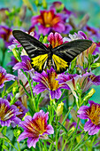 Violett gefärbte Zungenblüten und männlicher Vogelflügler, Troides aeacus thomsonii