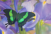 Grüner Schwalbenschwanz, Papilio palinurus daedalus, im Spiegelbild mit Holländischer Schwertlilie