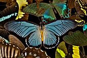 Butterflies grouped together to make pattern with African Blue, Papilio zalmoxis, Sammamish, Washington State
