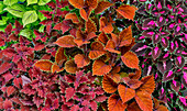 Bronze- und rotfarbene Coleus-Pflanzen im Garten, Sammamish, Bundesstaat Washington