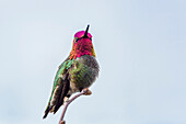 USA, Washington State. Adult male Anna's Hummingbird (Calypte anna) flashes his iridescent gorget.