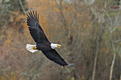 USA, Washington State. Bald Eagle (Haliaeetus leucocephalus) in flight over Lake Washington, Kenmore.