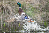 USA, Bundesstaat Washington. Männliche Stockente (Anas platyrhynchos) fliegt vom Lake Washington. Kirkland.