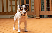 Issaquah, USA. Zwei Monate alter Jack Russell Terrier, der auf seiner Terrasse steht (PR)
