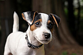 Issaquah, USA. Two month old Jack Russell Terrier outdoor portrait. (PR)
