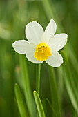 Mount Vernon, Washington State, USA. Jack Snipe daffodil growing.