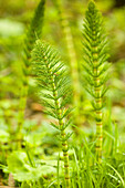 Issaquah, Washington State, USA. Common horsetail found on the Swamp trail of Tiger Mountain.
