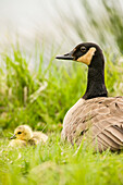 Ridgefield National Wildlife Refuge, Washington State, USA. Canada goose mother and chick.