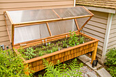 Issaquah, Washington State, USA. Waist-high 3' x 8' wood greenhouse with a polycarbonate cover and grow lights. (PR)