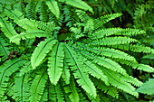 Olallie State Park, Bundesstaat Washington, USA. Jungfernhaarfarn-Pflanzen.