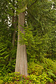 Squak Mountain State Park, Washington State, USA. Western redcedar tree surrounded by western swordfern and huckleberry.